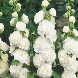 Chater White, Hollyhock Seeds